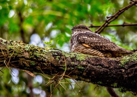 eastern-whippoorwill